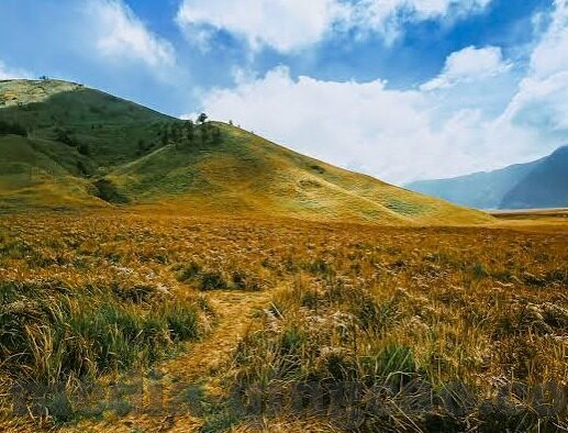 大象传媒破解永久免费-探索大象传媒的免费之路，数字时代的版权与共享智慧