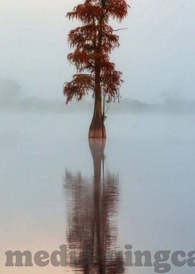 最好看的中文字幕国语电影-探索国语电影的魅力，揭秘那些最好看的中文字幕电影